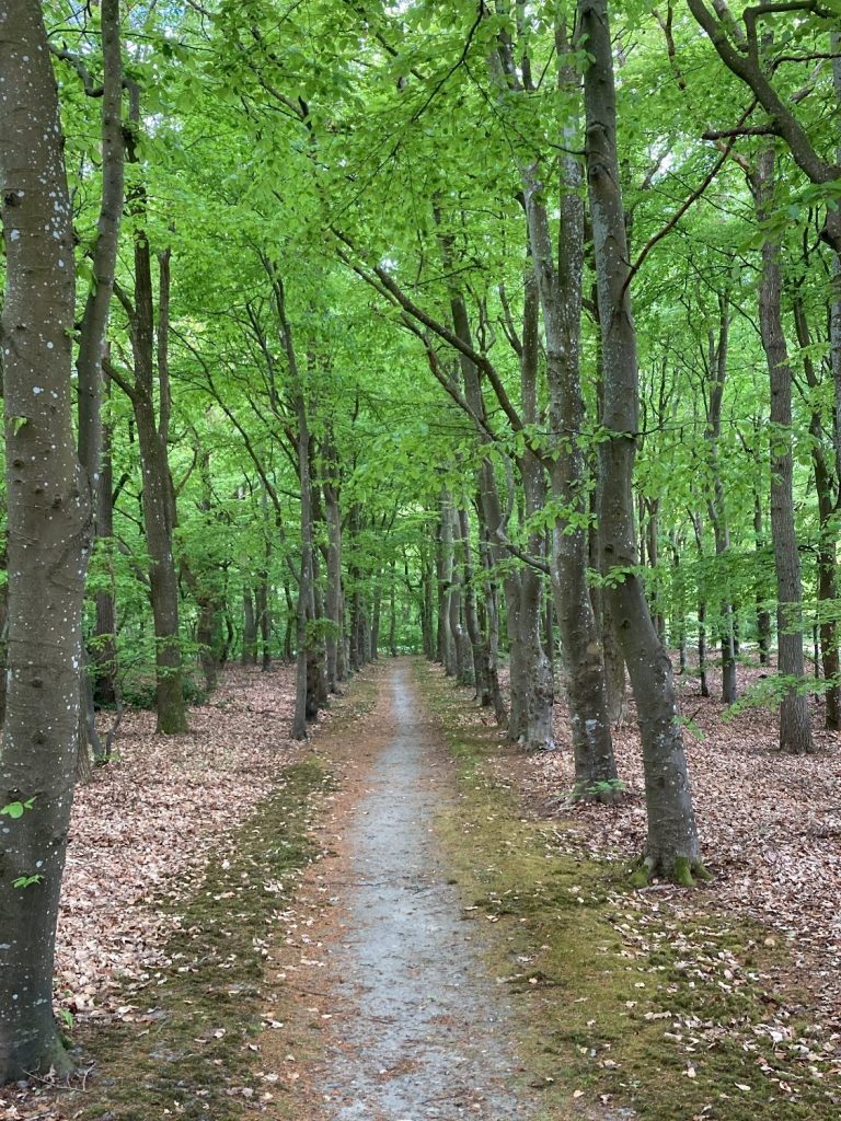 Path through the woods path in woods